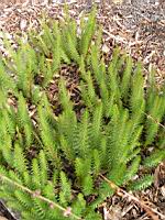 Hippuris vulgaris (fam Hippuridacees) (rg temperees) (12)